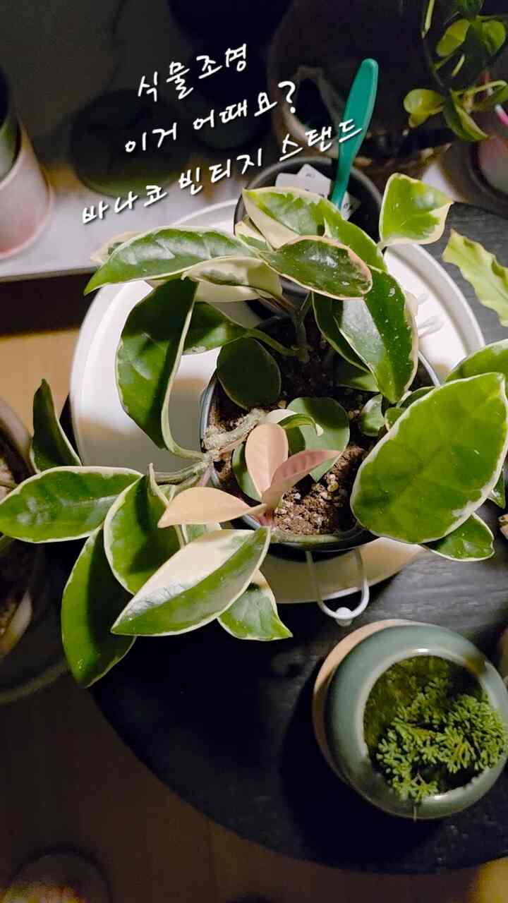 ペット植物と一緒にする時間はとても楽しいことです。
夜ならいつも照明で光を見させてくれています。
バナコのヴィンテージスタンドランプ。
自動センサーやリモコン照明も多いが、
カラフルなデザインとスイッチでオン/オフすることが気持ちよく
してください。 
朝起きるやいなや植物に駆けつけて照明消してブラインド
上げて日光を照らすのが面倒ではありません。 
抽象的な緑の植物とカラーポイントで入った照明❤️💙💛💚
＃コンスープ記録集＃かわいいテム最高屋＃植物照明 
＃植物インテリア＃バナコ＃スタンド照明＃ビンテージ照明＃カラーポイント 
