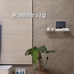 7년을 키운 몬스테라예요.
키가 잎이 무성하진 않죠.
지난해 가지치기를 해서 수경성장 중이구요.
이번 달에 빼꼼히 신엽을 내어 주기 시작했어요.
돌돌 말린 연두빛 찢잎  2주간 성장기예요.💚💚💚
#콘수프기록집 #몬스테라키우기 #신엽 #찢잎 #오늘의가든 
#식물인테리어 #식집사 #식집사의하루 #독일토분 #수태봉 