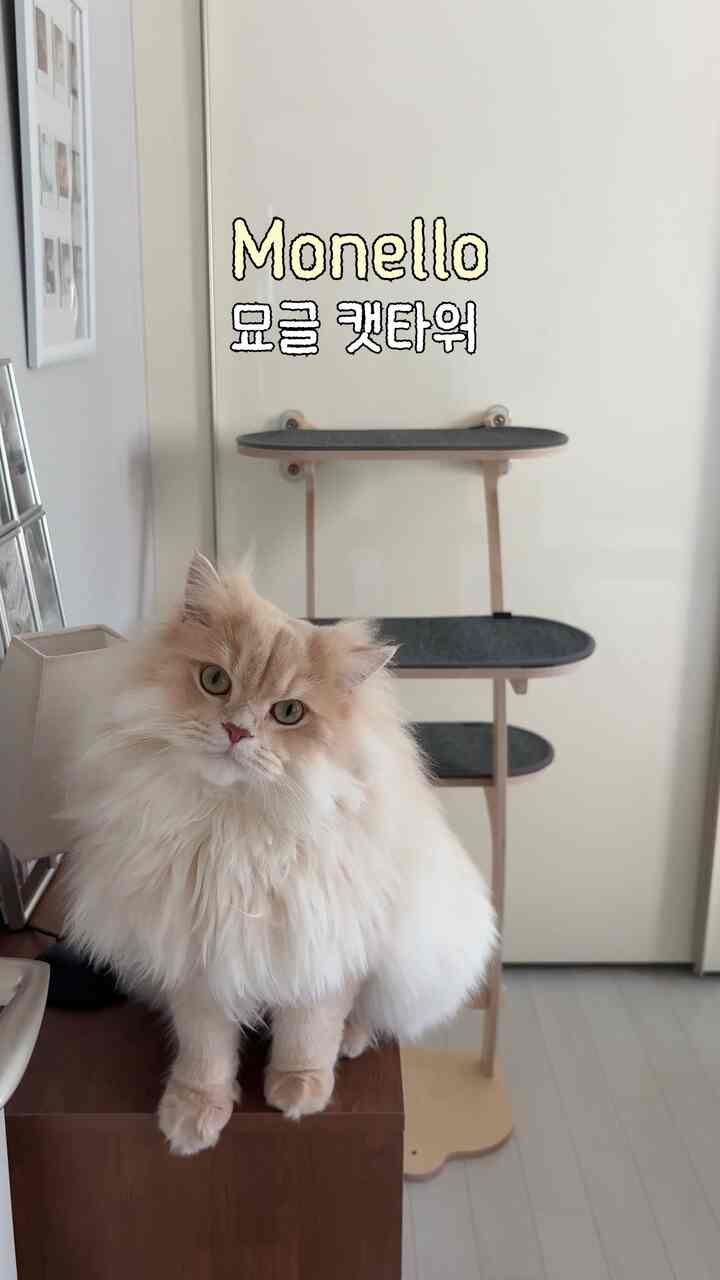 #콘수프기록집 #인테리어노하우 #고양이가있는집 #펫테리어 #캣타워 #캣타워배치 #캣타워배치추천 