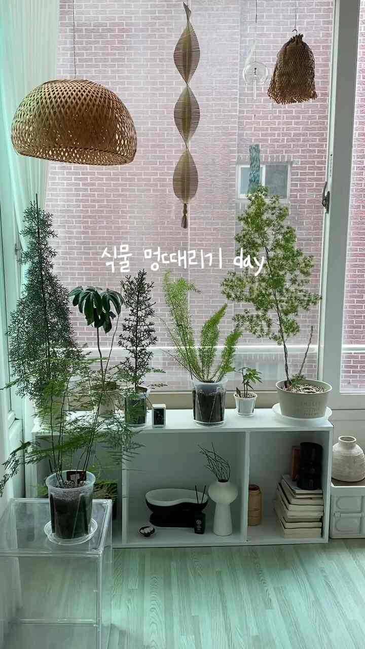 #コンスープ 

植物愚かなday🌿

最近散らばる心に力を与える緑を見て
愚かな時間がありました。

日差しの中に横たわる植物の影
空の空の緑のパリ、
青い空と雲がとてもきれいな今日です。
。
。
。
＃植物＃植民地時代＃プランテーション＃ミリオクラドス＃アスパラガスナヌス 