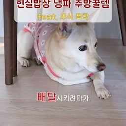 주방 꿀템으로 10분 만에 준비하는 주말 현실밥상 💸
​어제 주식이 폭락해서 슬픈 마음을 다잡고 주말 맞이 강제 냉장고 파먹기 들어갔습니다. 귀찮아도 주방에 장비 몇 개 있으면 냉파 요리도 10분 컷으로 끝나네요.
​1. #롤팬 (자동 회전 냄비)
프라이팬 쓰면 사방에 기름 튀고 서서 계속 저어야 하는데, 롤팬은 재료랑 김치 가위로 대충 찹찹 썰어 넣고 버튼만 누르면 알아서 볶아주니까 세상 편해요. 고기 굽기부터 볶음밥까지 주방 깔끔하게 쓰기엔 이만한 게 없습니다.
​2. #실리콘찜기 & 전자레인지 조합
계란 2개에 물 1:1 비율로 섞고 참치액 한 스푼 넣은 뒤, 전자레인지에 돌려주면 푸딩 계란찜이 뚝딱 완성돼요. 불 조절 필요 없고 냄비 씻을 일도 없어서 요리 귀찮을 때 필수입니다.
​3. clair #무선선풍기
요즘 날씨가 부쩍 더워져서 인덕션 앞에만 서도 땀이 나는데, 무선 선풍기 하나 바닥에 틀어놓으면 주방 질이 달라집니다. 디자인도 노란색이라 포인트 오브제 역할도 톡톡히 하네요.
식세기로 설거지까지 편하게 마무리!
게으르지만 현실밥상 한끼 오늘도 무사히 넘겼습니다.
​ #주말밥상 #롤팬 #냉장고파먹기 #주방템추천 #살림은장비빨 #현실집밥 #식기세척기 #ftc25기 #콘수프기록