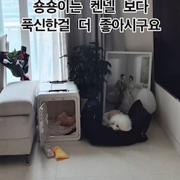 #같이사는집 남견친(남자견친구)
동영상아까워서 올려봤어요ㅎㅎ
#숑숑이하우스 #숑집사 #강아지와사는집
