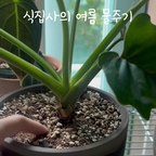 식집사의 여름 물주기
요즘 날씨가 더워서 물주는 텀이 너무 짧아졌어요
더워서 흙이 금방 마르네요!!🥹🥹🥹

#오늘의우리집 #콘수프기록집 