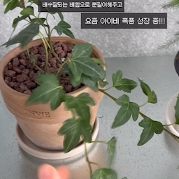 요즘 우리집 초록이들 근황🍀🌱💚
여름이라 습하고 햇빛이 강했다가, 비오고 햇빛하나 없다가 오락가락하는 날씨에 매일 노심초사하면서 보는 요즘..! 
분갈이해주면서 앓기도 했지만 새순이 퐁퐁 솟아나는 요즘!!!! 매일 아침 일어나서 식물보러 달려간답니당♥ 
#오늘의가든 #콘수프기록집 #오늘의우리집 #식물 #식집사성장기 #식집사일상 #아이비 #몬스테라 #키르키 #식물일기 #식집사 #초보식집사 #식물선반 #식물등 