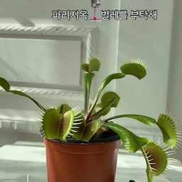 파리지옥 열일하는 요즘 맞죠?^^
#콘수프기록 #콘수프기록집 #콘수프필름 #파리지옥 #벌레퇴치 #벌레차단 