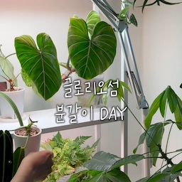 #콘수프기록집
💚글로리오섬 분갈이 하기💚 
드디어 분갈이를 마친 따끈따끈한 오섬씨예요🌱
마디가 너무 길어져서 화분이 엎어지기에
서둘러 분갈이 해줍니다.
#글로리오섬 은 마디가 바닥을 기어 옆으로 자라기 때문에
사각화분이 좋더라구요
마디마다 뿌리 내려 튼튼히 자랄 생각에 벌써 신이나는 식집사!
저는 마디를 잘라서 번식도 할거라
엉킨 뿌리 푸는데 시간이 좀 걸렸어요🤤🌱
배수력 좋은 흙에, 사각 플라스틱 화분 조합!
거기에 지지대로 수형 잡아주면 최고💚
마디 자른 모체는 새로 번식하려고 더욱 배수 좋은 흙에 
심어두었답니다 야호 ㅋ
저는 이로써 오섬이 2개가 생겼어요😁
이친구는 @min__leaf 님이 24년 8월에 벌브를 나눔주셔서
번식을 통해 자라난 친구라 더욱더 귀하고 소중해요🥹💚
뿌리밖에 없던 친구가 새 눈이 트고 새순이 날때의 감동은 지금도 잊지 못해요. 그때 진짜 신나서 발동동 했거든요.
쑥쑥 자라 마디를 잘라 또 벌브 번식을 하는 기분이란,
이루 말할수 없는 마음이 간질간질 눈에 수분 차오르는 기분🥹
이런 예쁨을 맛볼수 있게 따순 맘으로 나눔 주셨던
민리프님께 다시한번 감사해요🤭🪴
따수운 식물 세상 만만세로
분갈이 미션 클리어 해봅니다😎🤟🏽
.
.
.
#식물 #식집사 #플랜테리어 #플랜테리어소품 #식물인테리어 #식물데코 #식물선반 #식물등 #장스탠드 #스탠드조명 #오메코조명 #오메코 #거실조명 #티테이블 #러그 #홈스타일링 #홈데코 #홈인테리어 #식물키우기 #화분 #플라스틱화분 #화분받침 #사각화분 #분갈이 #분갈이화분 #맞팔 #맞팔해요 