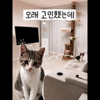 #집사의장바구니
비싸도 이 소파만큼은 후회가 없었습니다.

소파는 한 번 사면 오래 쓰는 가구라 정말 오래 고민하고 선택했어요.

처음에는 넓은 좌방석과 리클라이너 기능 때문에 선택했는데,
막상 사용해 보니 컵홀더, 수납공간, 로봇청소기가 들어가는 하부 높이처럼 매일 사용하는 디테일들이 만족도를 더 높여주더라고요.

그리고 가장 예상하지 못했던 건…

이제는 우리집 아깽이가 제 자리보다 이 소파를 더 좋아한다는 점이에요. 😂

놀다가도 여기서 쉬고,
낮잠도 자고,
TV 볼 때도 자연스럽게 올라와 함께 시간을 보내는 공간이 됐어요.

반려묘와 함께 사용 중인데도 현재까지 원단 상태도 만족스럽고,
사람도 고양이도 가장 오래 머무는 공간이라 지금도 잘 샀다고 생각하는 저희 집 정착템입니다.

혹시 오래 사용할 소파를 고민 중이라면 제 후기가 도움이 되었으면 좋겠습니다.

#정착템 #N년째사용중 #소파추천 #리클라이너소파 #거실인테리어 #미니멀인테리어 #반려묘 #고양이집사 #오늘의집 #오늘의집크리에이터 #ftc25 #ftc25기 #ftc기록