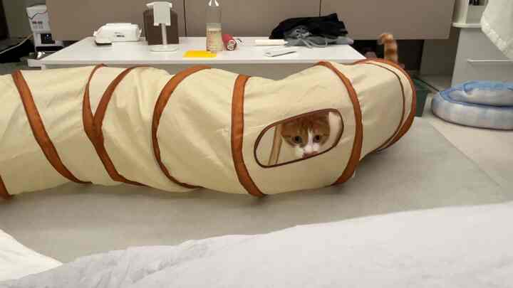＃夏休み日記＃コンスープ記録集🐱🧡

暑い夏でも
一生懸命飛び散る雪猫猫

#ザルサンテム 
