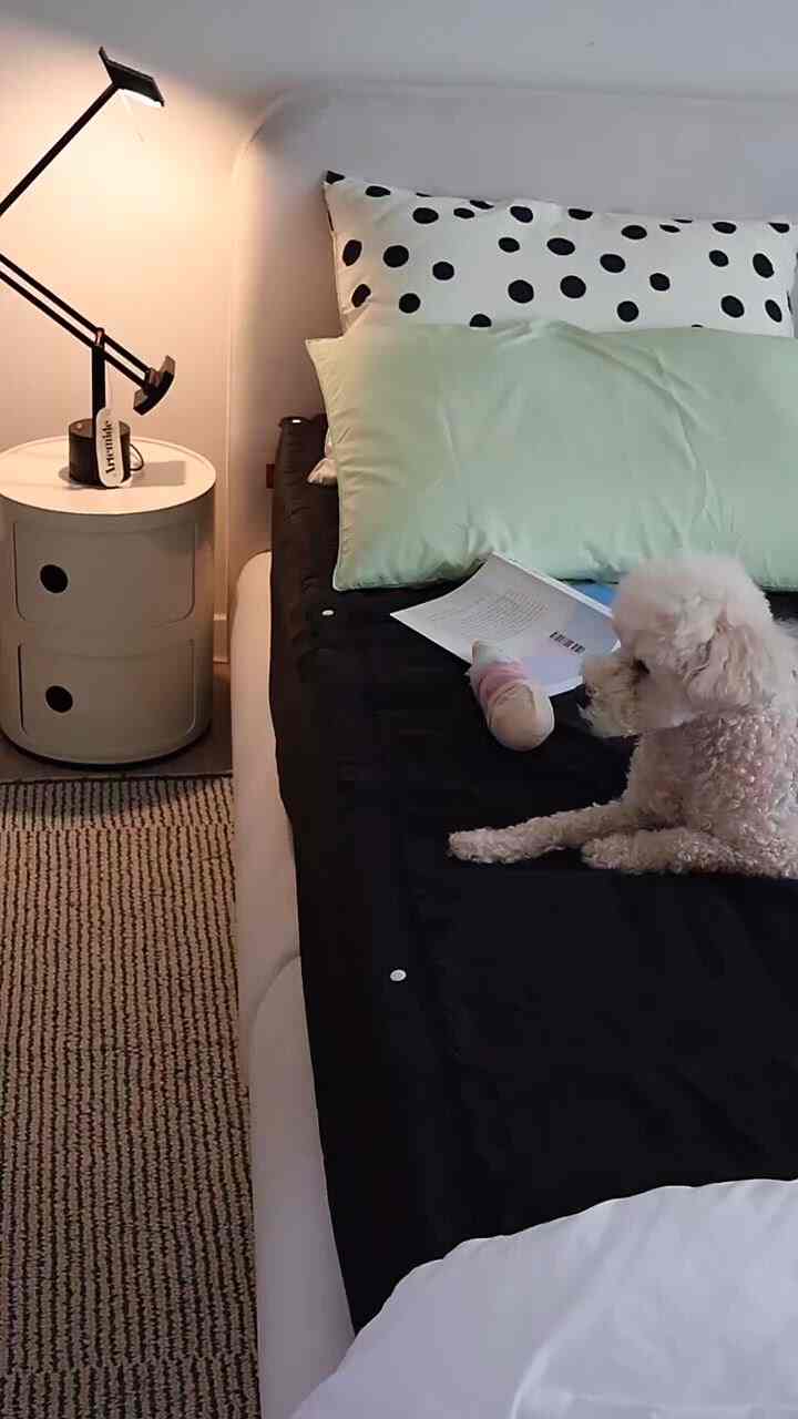 ホワイトとブラックのトーンの寝室、黒いマットレスの上に白い犬が枕の上で横たわる清潔感のあるインテリア