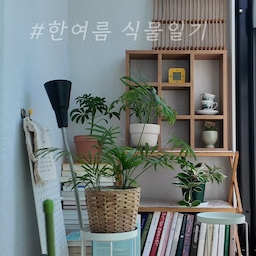 #콘수프기록집 #오늘의우리집 #식물일기
땡볕더위가 지속되는 요즘
식물들에게도 듬뿍 물을 주었어요
한여름 시원하게 보내세요🤍
#오늘장면한컷 #식집사 #초보식집사 #식물키우기 #식집사일상 #식집사일기 #식물 #식물인테리어 #베란다 #베란다꾸미기 #베란다인테리어 #베란다평상 #베란다평상꾸미기
