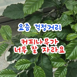 #콘수프기록집
#오늘의우리집
덥고 건조한 날씨, 쨍쨍한 햇빛🌞 
덕분에 커피나무가 너무 잘 자라요 
이러다 곧 커피 열매도 볼 수 있을 것 같아요☕️
#커피나무키우기 #베란다텃밭 #오늘의가든 #오늘의가든친구 #화분추천 #물뿌리개 #대파키우기 #자급자족 #식집사일기 #초보식집사 #키우기쉬운식물추천 #살림노하우 #살림의달인 #여름일상 #베란다꾸미기 #베란다스타일링 #식물인테리어 #식물일기 #식물데코 #플랜테리어 #식물한스푼 #식물키우기 #식물추천 #식물영양제 #식물재배기 #식물존 #식물기르기 #맞팔