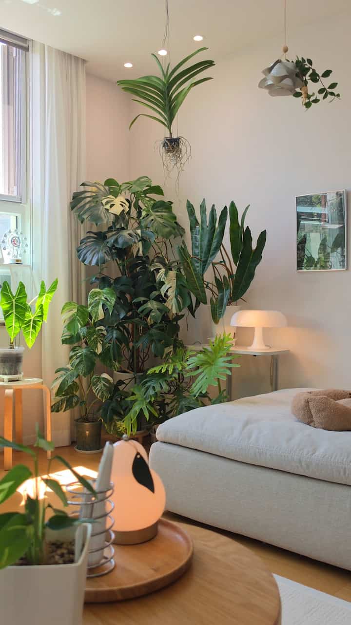 #今日の私の家 
。
日差しが少しずつ深くなる最近...
。
きちんとリビングルームの清掃を終えて
植物も光が入ってくるほど
席を少しずつ引っ越しました。 🌿

暖かい日差しに風も結構涼しく吹いて
植木鉢が倒れたこともありました。 😅

立ててからエアコンも切って寝ています。
夜風が冷たく感じられるほどです。

秋がとても期待される最近です。 🍂
。
。
。
#コンスープ
＃住宅ライフ＃タウンハウス＃家の装飾＃インテリア＃ホワイトウッド＃フランテリア 
＃あけましておめでとうございます 
＃お会いしましょう。 
#リビング
#植物インテリア 
#ホームスター 
#家
#フランテリア
