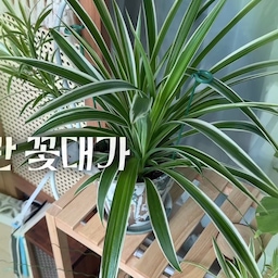 #콘수프기록집 #오늘의우리집 
헤엑,, 물시중 들다가 발견한 부러진 꽃대🥲 
하필 이제 막 꽃봉오리도 달리고 했던 터라 너무 아깝고 속상하군요😭
#나비란 #나비란키우기 #나비란자구 #식집사 #식물집사
