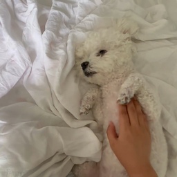 🤍
주 5일은 집에 있는 집순이의 일상입니다😊
영상의 오해 소지가 있네요💦아침 저렇게 먹고 바로 짜장라면에 계후 얻져 파김치랑 싹싹 먹었습니다🫶 (그런여자 아니예요~~)
수요팅 하세요🙌
.
.
#FTC27기 #강아지와의일상 #집순이의일상 #멍집사의일상 #비숑 #홈스타그램 #강아지 #멍스타그램 #댕스타그램 #반려견 #강아지일상 #강아지사진 #푸들 #화이트푸들 #멍집사 #반려견일상 #강아지와함께 #침실인테리어 #침실꾸미기 #홈인테리어 #집스타그램 #홈스타그램 #오늘의집 #감성홈 #화이트인테리어  #집에서힐링 #포근한집 #주말일상 #일상스타그램 #힐링스타그램