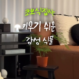 초보 식집사의 키우기 쉬운 감성 식물 추천 🧚🏻‍♀️
❶ 아스파라거스 나누스
❷ 몬스테라
❸ 아스파라거스 비르가투스
❹ 나비란
❺ 박쥐란 
❻ 호프셀렘
❼ 아랄리아
햇빛도 물을 잘 주는것도 중요하지만 
더 중요한건 통풍인 것 같아요! 
화분 받침에 물이 고여있지 않도록 하고 
실링팬이나 선풍기를 틀어주는 게 좋아요 🌬️🍃 
새잎이 올라오는 모습만 봐도 힐링 𖤣𖥧𖡼.𖤣𖥧𖡼.𖤣𖥧
#콘수프기록집 #오늘의우리집
#식집사 #식집사성장기 #식집사일상 #식집사일기 
#식집사추천템 #식물일기 #식물 #식물인테리어
#식물키우기 #식물추천 #식물테리어 #식물가꾸기 
#초보식집사 #초보식물 #플랜테리어 #플랜테리어화분 