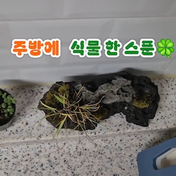 #현명한소비 #콘수프기록집
초보 식집사 일기🍀
이번주에는 ​조그만 콩란 2개와 예쁜 다육이를 구매했어요
화분이 배송오는 중이라 일단 주방에다 그대로 두었는데
제가 잘 키울 수 있겠죠..? 저주받은 손이라 넘 걱정돼요...ㅎㅎ
다들 집요한 세일때 뭐 사셨나요?
저는.. 테팔 매직핸즈 또 샀습니당 ㅎㅎ #내돈내산
식세기 들어가있으면 아쉬울 정도로 잘 써서 그냥 2세트 쟁여두고 쓰려구요. 세일하면 사려고 여러 플랫폼에서 가격봐두고 있긴 했는데, 확실히 #집요한세일 이 정말 저렴하긴 저렴하네요!
#식집사성장기  #아스파라거스나누스 #콩란 #현무암화분 #홈가드닝 #식집사 #반려식물 #식물인테리어 #플랜테리어 #식물스타그램 #초록이 #힐링 #소통 #맞팔 #인테리어소품 #식물키우기 #다육이 #가드닝 #토분 #홈가드닝 #식물한스푼 #오늘의가든 #오늘의가든친구 #식집사일상 #키우기쉬운식물 