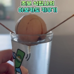 초보 식집사라 식물 하나 들이는 것도 괜히 겁나는 사람🙋🏻‍♀️
예쁜 식물 사다 놓고
며칠 만에 보내버릴까 봐
먹고 남은 아보카도 씨앗 키워보려구요🥑
물에 퐁당 넣어뒀더니
어느새 뿌리가 쑥—!
이 정도면 이제 화분에 심어줘야겠다 싶어서
조심조심 흙에 옮겨줬어요.
식물 하나만 있어도 공간 분위기가 확 달라지는데
직접 키운 아보카도라 그런지 더 애착이 가는 기분🤍
일단 인테리어 식물로 예쁘게 자리 잡아주고
얼마나 잘 자라줄지는… 앞으로 지켜봐야겠어요😂
초보 식집사의 아보카도,
과연 잘 키울 수 있을까요? 🌿
#콘수프기록집 #인테리어노하우 #아보카도 #식집사일기 #식집사성장기 #비에르코센 #이케아추천템 #식물선반 