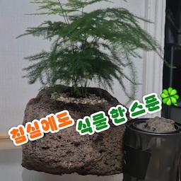 #현명한소비 #콘수프기록집
초보 식집사 일기🍀
침실에 식물 한 스푼 더했어요
스톤 디퓨저 & 자연의 향이 있던 향기존에
스톤 화분 & 식물이 들어와 더욱 의미있는 공간이 됐어요👍
#식집사성장기 #아스파라거스나누스 #콩란 #현무암화분 #홈가드닝 #식집사 #반려식물 #식물인테리어 #플랜테리어 #식물스타그램 #초록이 #힐링 #소통 #맞팔 #인테리어소품 #식물키우기 #다육이 #가드닝 #토분 #홈가드닝 #식물한스푼 #오늘의가든 #오늘의가든친구 #식집사일상 #키우기쉬운식물  #내돈내산 #향기가득향테리어 #식물인테리어