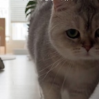 고양이 두 마리와 머리카락 긴 딸아이와 살다 보니
하루에도 몇 번씩 청소기를 돌리게 되는데요,
여러 제품을 사용해 보니
자주 사용하는 청소기는 편한 게 최고더라고요.

그래서 벌써 세 번째 사용하는
일렉트로룩스 에르고라피도 청소기🫶

이번에 새로 나온 신형은 흡입력도 더 좋아지고
청소하다가 중간에 멈출 일이 있을 때는
셀프 스탠딩으로 세워둘 수 있어서 더 편해졌어요.

무게 중심이 아래쪽에 있어서
한 손으로도 가볍게 청소할 수 있고,
핸디형으로 간편하게 전환해서
소파나 테이블 위처럼 가볍게 청소하기에도 딱!

특히 저희 집처럼 고양이 털이나 머리카락이 많이 나오는 집에서는
매일 편하게 사용할 수 있는 게 정말 중요하잖아요.
역시 믿고 쓰는 청소기인 것 같아요🤍

자주 청소기를 사용하는 집이라면 편안하게 사용 가능한
일렉트로룩스 청소기 추천드려요!

✔️일렉트로룩스 2in1 셀프스탠딩 핸디스틱 무선청소기 에르고라피도 플러스 EFS32212SH

🔎 https://brand.naver.com/electrolux/shoppingstory/detail?id=5002956557

#일렉트로룩스 #electrolux #무선청소기 #청소기추천 #청소템 #살림템 #무선청소기추천 #편한청소기 #거실인테리어 #거실꾸미기 