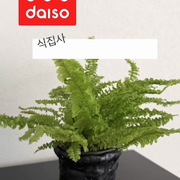 다이소 지점토로 만든 나만의 화분 🌿
새로온 보스턴 고사리 화분! 
달항아리에는 새로온 이오난사를 쏙.
작은 소품 하나만 바꿔도
집 안 분위기가 은근히 달라지는 것 같아요 🤍
저렴한 재료로 만드는 감성 홈인테리어,
이 조합 꽤 마음에 드네요! 
#오늘의우리집 #오늘의가든 #콘수프기록집 #맞팔
#다이소지점토 #지점토화분 #다이소DIY #달항아리 #보스턴고사리  #이오난사 #식물오브제 #인테리어오브제 #홈인테리어 #집꾸미기 #플랜테리어 #오늘의집 #오늘의집꾸미기