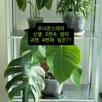 무늬몬스테라 이번 신옆은 진짜 다르다! 우리 집 무늬몬스테라 드디어 밤티 탈출?
#식집사는너무바빠 