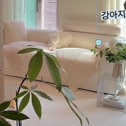 광고 반려견있는집 거실러그는
미끄러워서 다리 다칠까 걱정, 물 쏟으면 어쩌나 걱정, 
털이 낄까바 걱정!
고민 끝에 러디브 펫러그로 바꿨는데, 
이제야 마음이 놓여요 
✔️ 촘촘한 결에 포근한 촉감
✔️ 뒷면 논슬립 도트라 뛰어도 밀리지 않아요
✔️ 물이 스며들지 않아서 쓱 닦으면 끝
✔️ 털은 돌돌이로 쓱쓱, 관리도 간편해요
베베도 소파에서 폴짝 내려와 러그 위를 신나게 뛰어다녀요.
바닥이 편안해지니 저도 마음 편히 지켜보게 되더라고요.
아이도 강아지도 마음껏 뛰노는 거실을 만들고 싶다면
러디브 펫러그 한번 만나보세요!
#러디브 #rudiv #펫러그 #강아지러그 
#러디브 #rudiv #펫매트 #강아지논슬립매트 #오늘의우리집 #콘수프기록집 #오늘의우리집챌린지 #거실 #방수매트