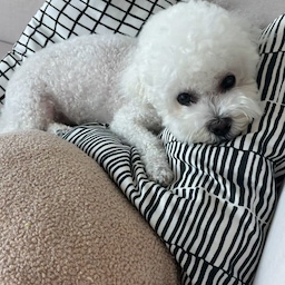 #현명한소비
🤍
강아지를 키우는 집은 늘 강아지 냄새가 난다는 말,
괜히 더 예민해져서 아침마다 꼭 하는 청소 루틴이에요. 🧹
✔️ 줍줍하고
✔️ 소독 스프레이 뿌려 꼼꼼하게 닦아주고
✔️ 항균 세정제로 마무리!
매일 하는 작은 습관 덕분에
오늘도 우리 집은 개운하게 시작합니다. 
#강아지키우는집 #강아지냄새 #강아지집 #반려견과함께 #반려견라이프 #멍집사 #멍집사의루틴 #청소루틴 #아침청소 #집청소 #청소용품 #청소추천템 #항균세정제 #소독스프레이 #살림템 #살림루틴 #집관리 #깨끗한집 #집스타그램 #홈스타그램 #엘렌홈 #비숑 #비숑프리제