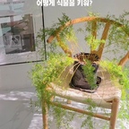 #식집사는너무바빠

매일 출근하는데 식물은 어떻게 키워? 🌿
또리네에는 화분이 20개가 넘어요.

매일 출근하고 퇴근하면 녹초가 되는 직장인이지만,
초록이들과 함께하는 일상은 포기할 수 없죠. 

그렇다고 매일 모든 화분을 돌보는 건 아니에요.
저만의 소소한 식물 관리 루틴이 있거든요.

1. 요일별로 구역 나누기

거실, 베란다, 침실.
요일별로 구역을 나눠서 살펴봐요.
한꺼번에 관리하려면 부담스럽지만,
조금씩 나눠서 보면 훨씬 수월하더라고요.

2. 나무젓가락으로 수분 확인하기

과습으로 화분들 저 세상.. 많이 보내고 
과습에 예민한 화분에 나무젓가락 꽂아두고
2~3일에 한 번씩 뽑아서 흙 속 수분을 확인해요.
겉흙은 말라도 속흙은 촉촉할 때가 있거든요.
물을 주는 날짜보다 흙 상태를 확인하는 게 중요해요.

3. 물은 하루 전날 미리 받아두기

이케아 물조리개에 수돗물을 미리 받아두고,
다음 날 출근 전에 물이 필요한 식물들에게 줘요.

싱크대 옆에 늘 위치하는 물조리개😅

4. 영양제도 잊지 않기

요즘은 알약 형태의 그로잉 버블을 사용하고 있어요.
@jenny__garden님 공구에서 구매했어요.

마지나타에 새 순도 나고
과습으로 뿌리 자르고 삽목했던 화이트고스트도 살아났어요.
영양제의 중요성👍

저도 가끔 놓치긴해요🫠 
베란다에 아픈 아이들.. 많아요😂

그래도 매일 조금씩 살펴보고,
각자의 속도에 맞춰 돌봐주려고 노력중이에요🙌

여러분의 꿀팁도 알려주세요💚

#식물키우기 #식물관리 #식집사 #식집사일상 #플랜테리어