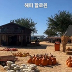 📍미국 해피 할로윈 🎃
주황빛 호박이 가득한 농장부터 알록달록한 코스튬 행렬까지.
학교에서는 좋아하는 캐릭터로 변신하고, 동네 광장에서는 가족들이 함께 축제를 즐겨요.
평소 걷던 길도 특별해지는 하루. 
가을 햇살 아래 만난 미국의 할로윈 풍경이에요 🍂
#미국할로윈 #해피할로윈 #할로윈축제 #할로윈소품 #할로윈 #할로윈파티 #할로윈코스튬 #할로윈소품 