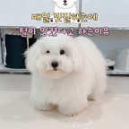 코코슈는 사랑입니다 〰️🩵

#강아지샴푸 #강아지샴푸추천
#코코슈 #애견샴푸 #현명한소비 #콘수프기록집