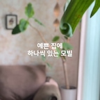 김우드네 시그니처 소품 #밤부투웨이모빌

3년 동안 사계절 내내 걸어놔도 질리지가 않아요. 특히 가을에는 창문 열어놓고 바람에 빙빙 돌아가는 모빌 보면 힐링 그 자체에요 🤎

#수에르떼하우스 #인테리어모빌 #모빌인테리어 #모빌추천 #집꾸미기 #인테리어소품추천 #인테리어오브제 #우드모빌 #대나무모빌 #거실인테리어 #모빌 #거실꾸미기 #거실스타일링 #거실인테리어소품 